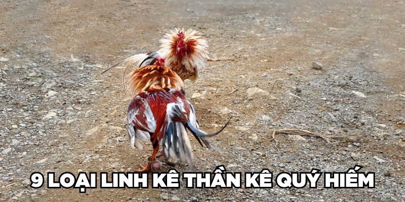 Cùng Jun88 Nhận Diện Gà Linh Kê Thần Kê Cực Hiếm Hiện Nay 3 Jun88king Com - Trang Chủ Jun88.com #1 Việt Nam 9 loại Linh Kê Thần Kê quý hiếm