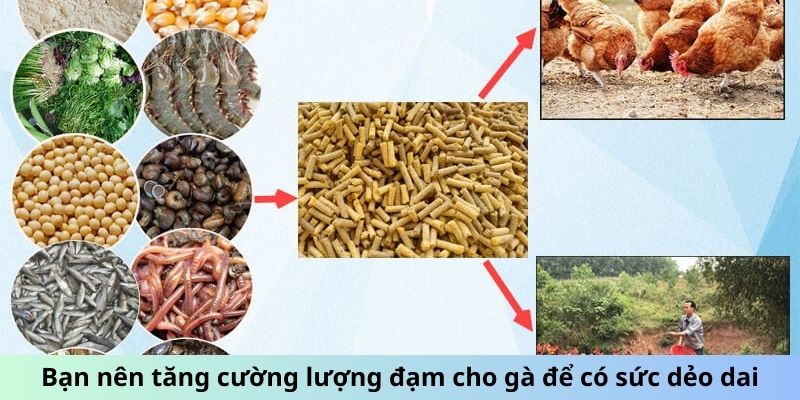 Các Loại Mồi Cho Gà Đá Giúp Chiến Kê Đá Đâu Thắng Đó 2 Jun88king Com - Trang Chủ Jun88.com #1 Việt Nam Bạn nên tăng cường lượng đạm cho gà để có sức dẻo dai
