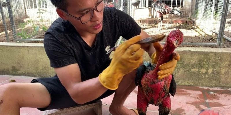 Cách Vần Gà Chọi Chiến - Bí Quyết Đỉnh Cao Từ Jun88 1 Jun88king Com - Trang Chủ Jun88.com #1 Việt Nam Biết cách vần kê là khía cạnh không thể thiếu