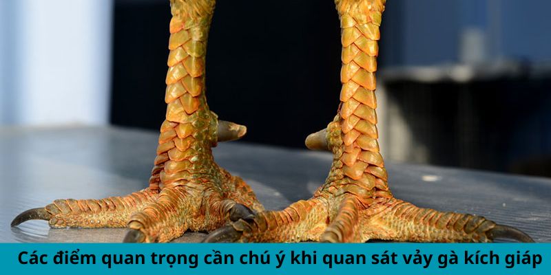 Vảy Gà Kích Giáp - Dấu Hiệu Chiến Kê Hùng Mạnh Hàng Đầu 2 Jun88king Com - Trang Chủ Jun88.com #1 Việt Nam Các điểm quan trọng cần chú ý khi quan sát vảy gà kích giáp