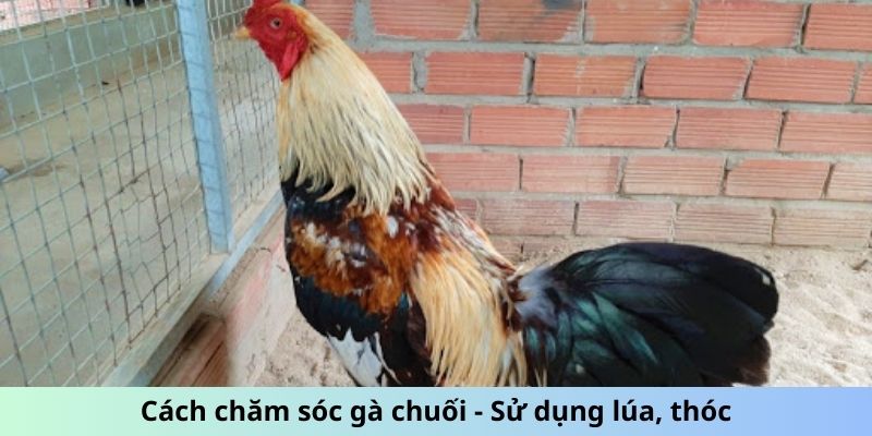 Cách Chăm Sóc Gà Chuối - Mẹo Giữ Chiến Kê Luôn Phong Độ 2 Jun88king Com - Trang Chủ Jun88.com #1 Việt Nam Cách chăm sóc gà Chuối - Sử dụng lúa, thóc