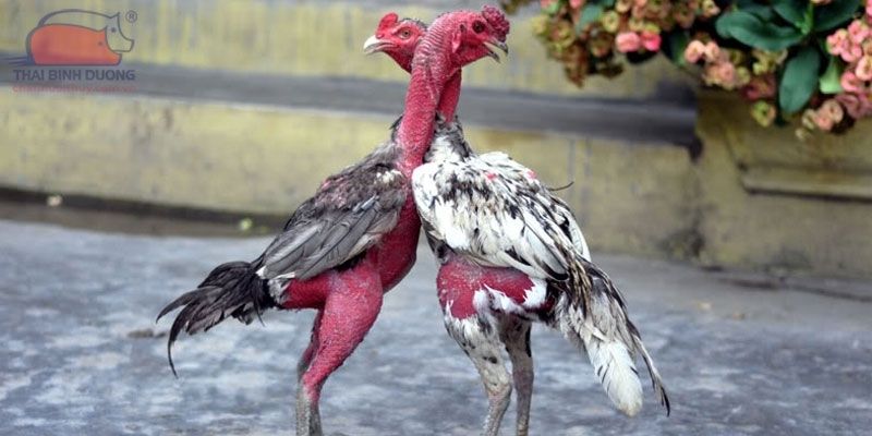 Cách Ghép Gà Trống Mái Để Đạt Năng Suất Cao Tại Jun88 2 Jun88king Com - Trang Chủ Jun88.com #1 Việt Nam Cách ghép gà trống mái hiệu quả là biết cách chọn giống