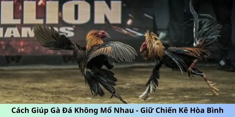 Cách Giúp Gà Đá Không Mổ Nhau Giữ Chiến Kê Hòa Bình 3 Jun88king Com - Trang Chủ Jun88.com #1 Việt Nam Cách giúp gà đá không mổ nhau - Tách đàn kê