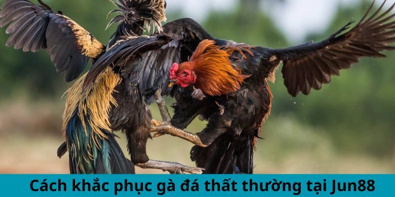 Cách Khắc Phục Gà Đá Thất Thường - Mẹo Duy Trì Phong Độ 3 Jun88king Com - Trang Chủ Jun88.com #1 Việt Nam Cách khắc phục gà đá thất thường tại Jun88