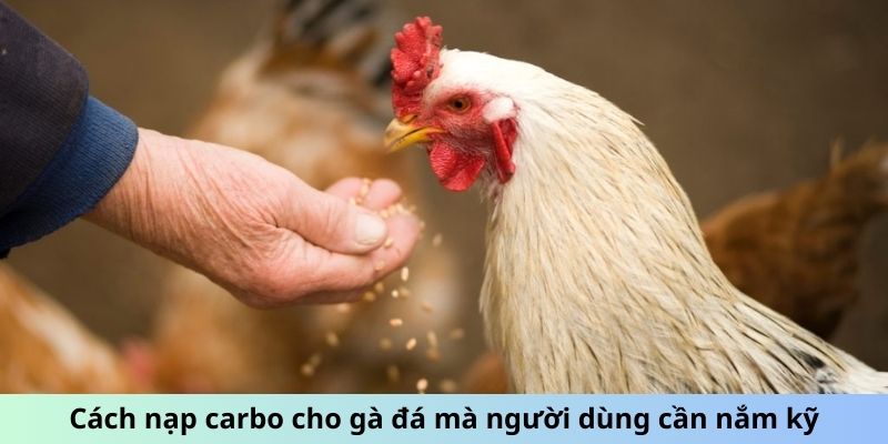 Cách Nạp Carbo Cho Gà Đá - Tối Ưu Hóa Thể Lực Chiến Kê 1 Jun88king Com - Trang Chủ Jun88.com #1 Việt Nam Cách nạp carbo cho gà đá mà người dùng cần nắm kỹ