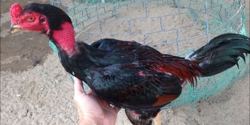 Cách Vần Gà Chọi Chiến - Bí Quyết Đỉnh Cao Từ Jun88 2 Jun88king Com - Trang Chủ Jun88.com #1 Việt Nam Cách vần gà chọi chiến bằng những bài tập cải thiện