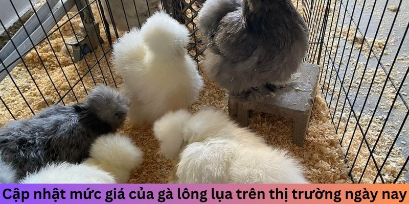 Gà Lông Lụa - Cách Nhận Biết Và Nuôi Dưỡng Chuẩn Nhất 3 Jun88king Com - Trang Chủ Jun88.com #1 Việt Nam Cập nhật mức giá của gà Lông Lụa trên thị trường ngày nay