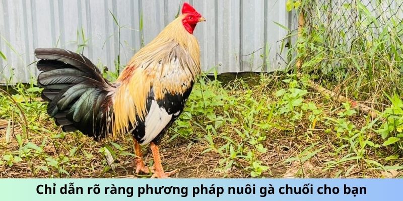 Cách Chăm Sóc Gà Chuối - Mẹo Giữ Chiến Kê Luôn Phong Độ 3 Jun88king Com - Trang Chủ Jun88.com #1 Việt Nam Chỉ dẫn rõ ràng phương pháp nuôi gà Chuối cho bạn