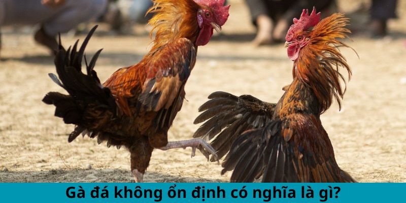 Cách Khắc Phục Gà Đá Thất Thường - Mẹo Duy Trì Phong Độ 1 Jun88king Com - Trang Chủ Jun88.com #1 Việt Nam Gà đá không ổn định có nghĩa là gì?