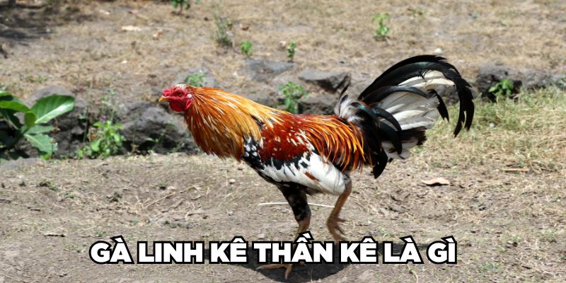 Cùng Jun88 Nhận Diện Gà Linh Kê Thần Kê Cực Hiếm Hiện Nay 1 Jun88king Com - Trang Chủ Jun88.com #1 Việt Nam Gà Linh Kê Thần Kê là gì