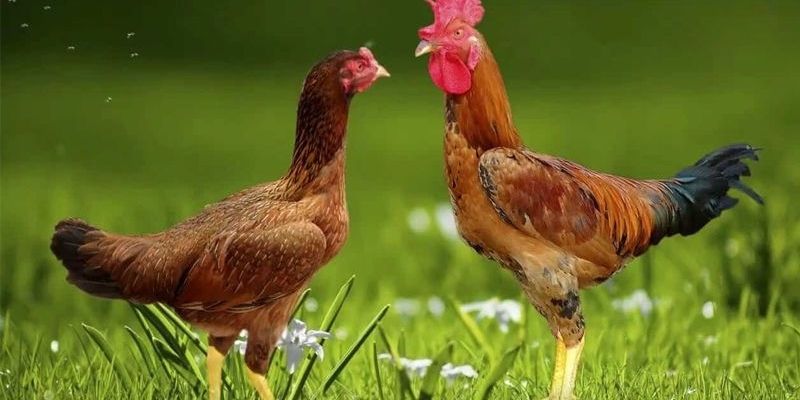 Cách Ghép Gà Trống Mái Để Đạt Năng Suất Cao Tại Jun88 1 Jun88king Com - Trang Chủ Jun88.com #1 Việt Nam Ghép kê đúng cách rất quan trọng để tạo ra đàn con khỏe mạnh