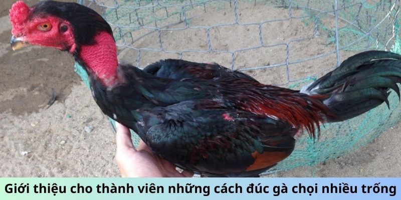Cách Đúc Gà Chọi Nhiều Trống - Bí Quyết Sinh Sản Đột Phá 1 Jun88king Com - Trang Chủ Jun88.com #1 Việt Nam Giới thiệu cho thành viên những cách đúc gà chọi nhiều trống