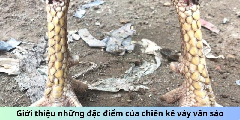 Gà Chọi Vảy Vấn Sáo - Giải Mã Sức Hút Của Giống Gà Quý 1 Jun88king Com - Trang Chủ Jun88.com #1 Việt Nam Giới thiệu những đặc điểm của chiến kê vảy Vấn Sáo