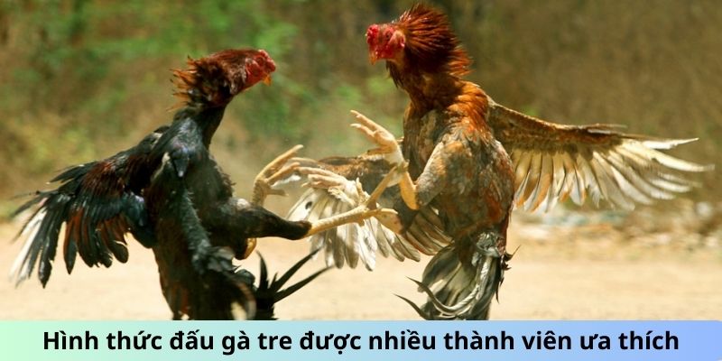 Đá Gà Trực Tiếp Hôm Nay 666 Với Các Chiến Kê Máu Lửa 2 Jun88king Com - Trang Chủ Jun88.com #1 Việt Nam Hình thức đấu gà tre được nhiều thành viên ưa thích