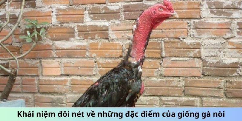 Gà chọi Nòi - Giống Gà Nổi Danh Với Lối Đá Sắc Bén 1 Jun88king Com - Trang Chủ Jun88.com #1 Việt Nam Khái niệm đôi nét về những đặc điểm của giống gà Nòi