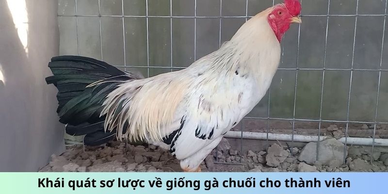 Cách Chăm Sóc Gà Chuối - Mẹo Giữ Chiến Kê Luôn Phong Độ 1 Jun88king Com - Trang Chủ Jun88.com #1 Việt Nam Khái quát sơ lược về giống gà Chuối cho thành viên