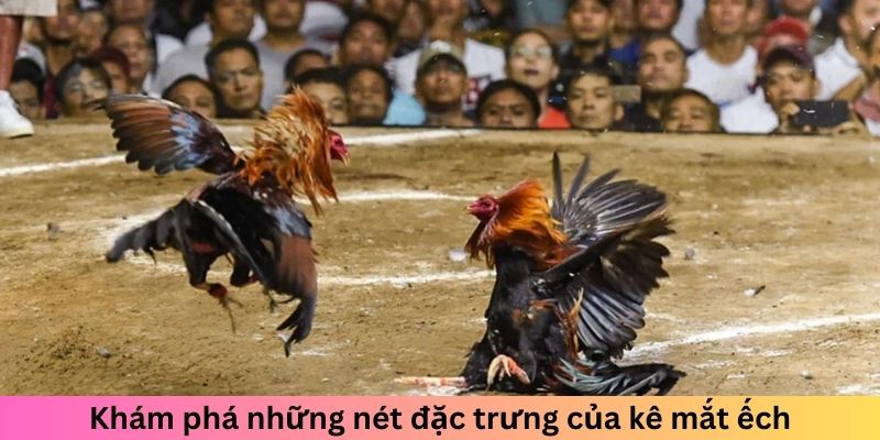 Gà Chọi Mắt Ếch - Chiến Kê Đáng Sợ Làm Đối Thủ Dè Chừng 1 Jun88king Com - Trang Chủ Jun88.com #1 Việt Nam Khám phá những nét đặc trưng của kê mắt ếch