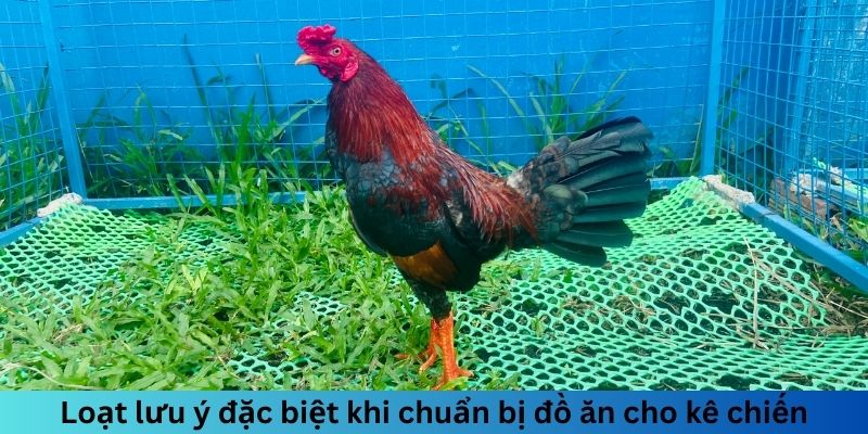 Ngũ Cốc Đá Gà Gồm Những Gì? Chế Độ Dinh Dưỡng Hoàn Hảo 3 Jun88king Com - Trang Chủ Jun88.com #1 Việt Nam Loạt lưu ý đặc biệt khi chuẩn bị đồ ăn cho kê chiến