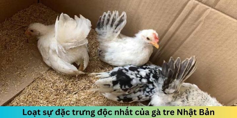 Gà Tre Nhật Bản - Chiến Kê Nhỏ Gọn Nhưng Đầy Uy Lực 2 Jun88king Com - Trang Chủ Jun88.com #1 Việt Nam Loạt sự đặc trưng độc nhất của gà tre Nhật Bản