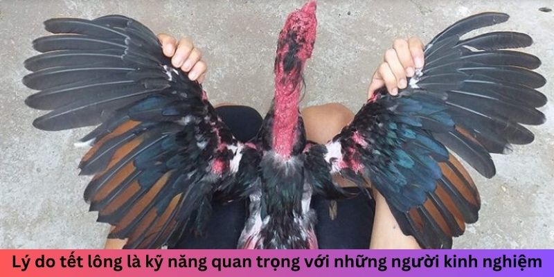 Tết Lông Gà Đá Như Thế Nào Để Tăng Sức Bền Chuẩn Và Đẹp 1 Jun88king Com - Trang Chủ Jun88.com #1 Việt Nam Lý do tết lông là kỹ năng quan trọng với những người kinh nghiệm
