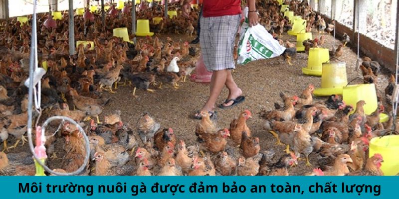 Cập Nhật Thông Tin Mới Nhất Xoay Quanh Trại Gà Cao Lãnh 2 Jun88king Com - Trang Chủ Jun88.com #1 Việt Nam Môi trường nuôi gà được đảm bảo an toàn, chất lượng