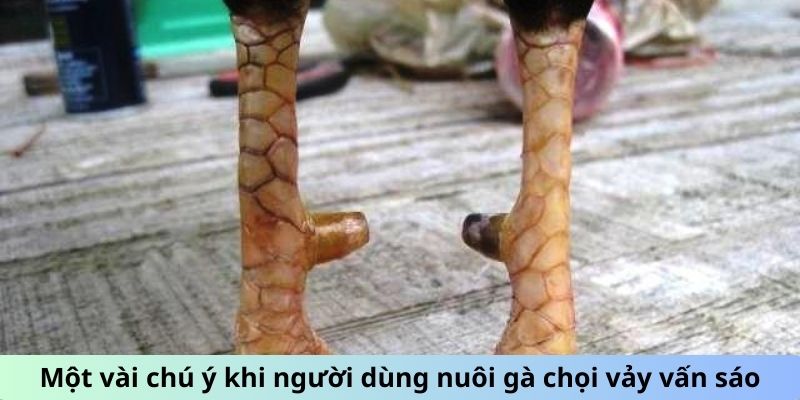 Gà Chọi Vảy Vấn Sáo - Giải Mã Sức Hút Của Giống Gà Quý 3 Jun88king Com - Trang Chủ Jun88.com #1 Việt Nam Một vài chú ý khi người dùng nuôi gà chọi vảy Vấn Sáo