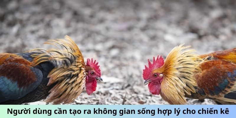 Cách Đúc Gà Chọi Nhiều Trống - Bí Quyết Sinh Sản Đột Phá 2 Jun88king Com - Trang Chủ Jun88.com #1 Việt Nam Người dùng cần tạo ra không gian sống hợp lý cho chiến kê
