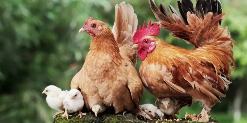 Cách Ghép Gà Trống Mái Để Đạt Năng Suất Cao Tại Jun88 3 Jun88king Com - Trang Chủ Jun88.com #1 Việt Nam Phối giống đúng cách mang đến thế hệ sau chất lượng hơn