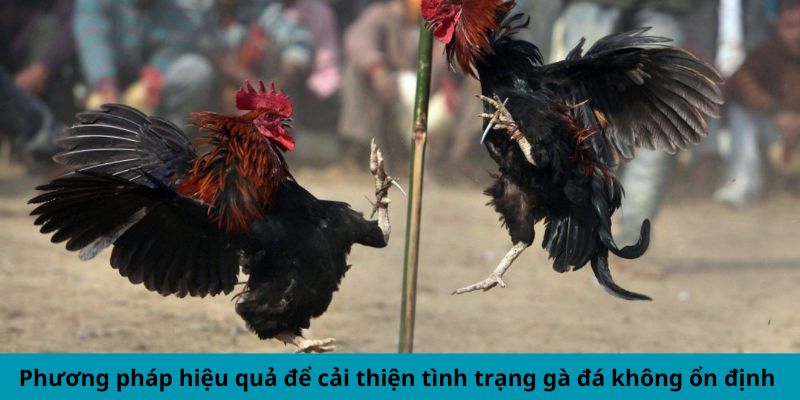 Cách Khắc Phục Gà Đá Thất Thường - Mẹo Duy Trì Phong Độ 2 Jun88king Com - Trang Chủ Jun88.com #1 Việt Nam Phương pháp hiệu quả để cải thiện tình trạng gà đá không ổn định
