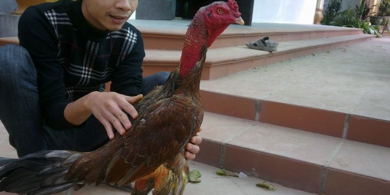 Cách Vần Gà Chọi Chiến - Bí Quyết Đỉnh Cao Từ Jun88 3 Jun88king Com - Trang Chủ Jun88.com #1 Việt Nam Phương pháp nâng cao kỹ năng cho người chơi