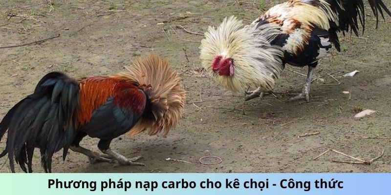 Cách Nạp Carbo Cho Gà Đá - Tối Ưu Hóa Thể Lực Chiến Kê 2 Jun88king Com - Trang Chủ Jun88.com #1 Việt Nam Phương pháp nạp carbo cho kê chọi - Công thức