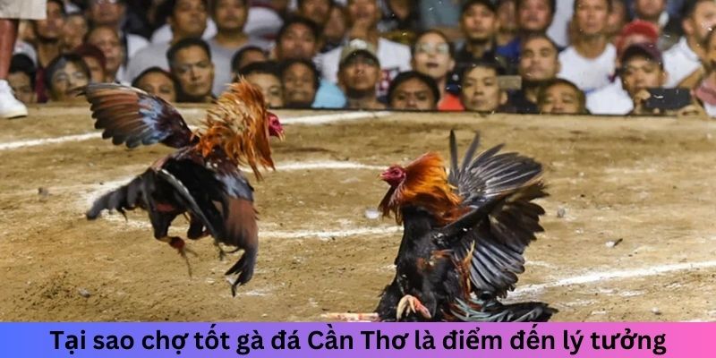 Chợ Tốt Gà Đá Cần Thơ - Điểm Lý Tưởng Cho Người Chơi Gà 2 Jun88king Com - Trang Chủ Jun88.com #1 Việt Nam Tại sao chợ tốt gà đá Cần Thơ là điểm đến lý tưởng