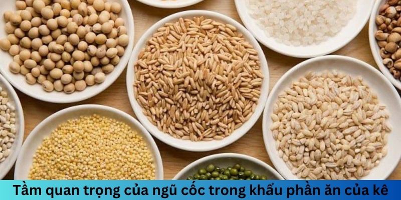 Ngũ Cốc Đá Gà Gồm Những Gì? Chế Độ Dinh Dưỡng Hoàn Hảo 1 Jun88king Com - Trang Chủ Jun88.com #1 Việt Nam Tầm quan trọng của ngũ cốc trong khẩu phần ăn của kê