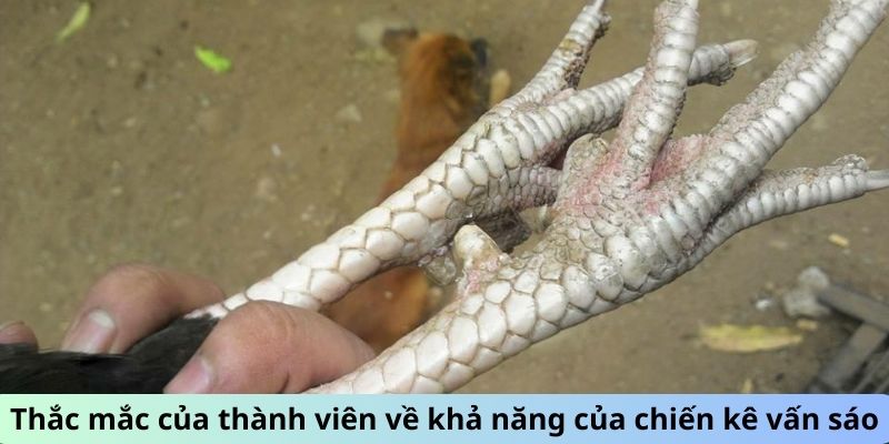 Gà Chọi Vảy Vấn Sáo - Giải Mã Sức Hút Của Giống Gà Quý 2 Jun88king Com - Trang Chủ Jun88.com #1 Việt Nam Thắc mắc của thành viên về khả năng của chiến kê Vấn Sáo