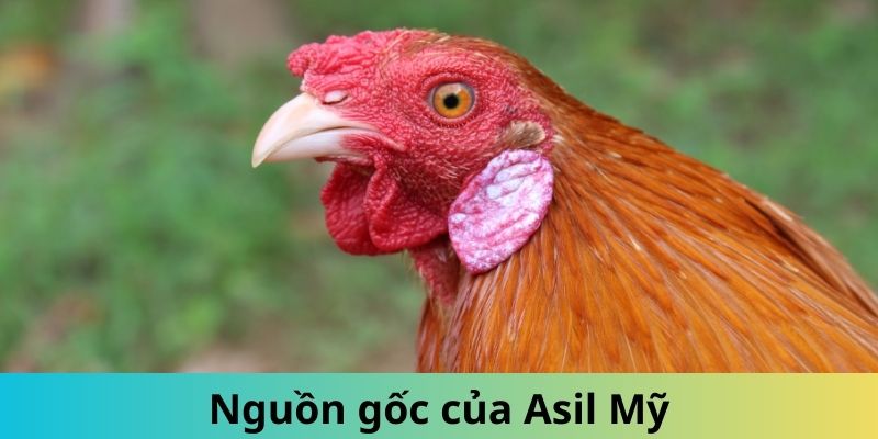 Gà Asil Mỹ - Giống Thần Kê Được Đông Đảo Kê Sư Săn Lùng 1 Jun88king Com - Trang Chủ Jun88.com #1 Việt Nam Thông tin về nguồn gốc gà Asil Mỹ nổi tiếng