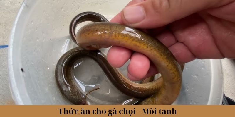 Thức Ăn Cho Gà Chọi Phổ Biến Và Lưu Ý Khi Lựa Chọn 2 Jun88king Com - Trang Chủ Jun88.com #1 Việt Nam Một số loại mồi tanh