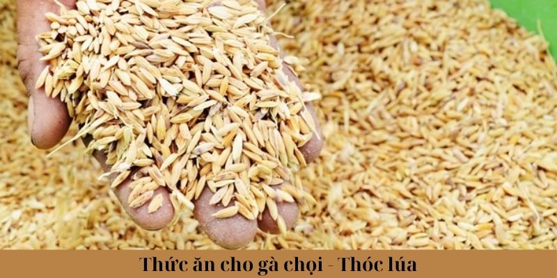 Thức Ăn Cho Gà Chọi Phổ Biến Và Lưu Ý Khi Lựa Chọn 1 Jun88king Com - Trang Chủ Jun88.com #1 Việt Nam Thức ăn cho gà chọi - Thóc và lúa