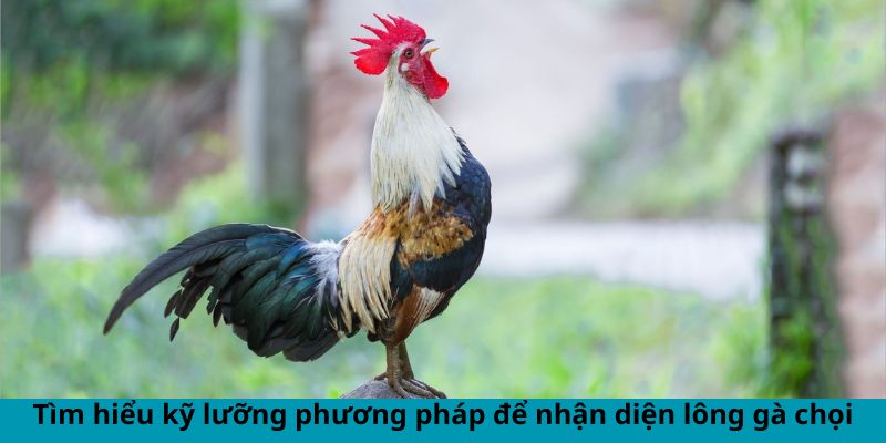 Xem Lông Gà Chọi Đá Hay - Phân Tích Chiến Kê Đẳng Cấp 1 Jun88king Com - Trang Chủ Jun88.com #1 Việt Nam Tìm hiểu kỹ lưỡng phương pháp để nhận diện lông gà chọi