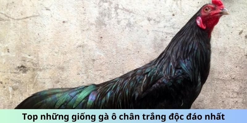 Gà Ô Chân Trắng - Sức Mạnh Tiềm Ẩn Chiến Kê Siêu Đẳng 2 Jun88king Com - Trang Chủ Jun88.com #1 Việt Nam Top những giống Gà Ô chân trắng độc đáo nhất