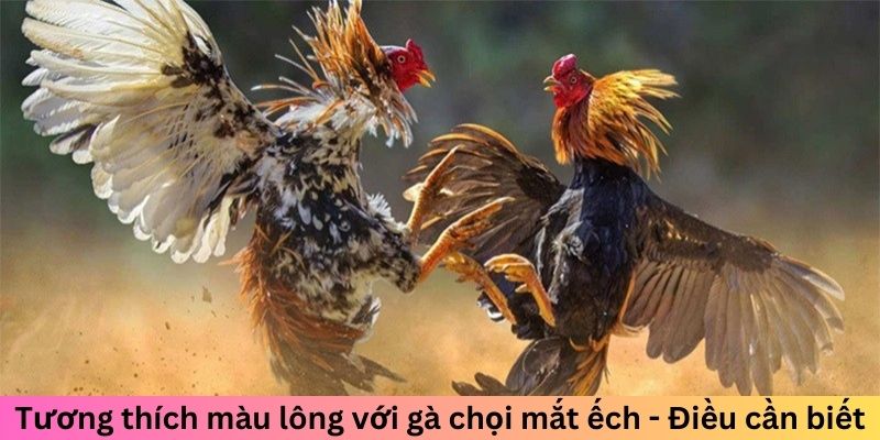 Gà Chọi Mắt Ếch - Chiến Kê Đáng Sợ Làm Đối Thủ Dè Chừng 2 Jun88king Com - Trang Chủ Jun88.com #1 Việt Nam Tương thích màu lông với gà chọi mắt ếch - Điều cần biết