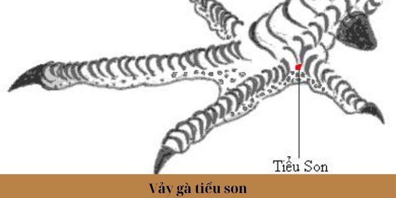 Vảy Gà Tài - Đặc Điểm Xác Định Thần Kê Chính Xác Nhất 2024 2 Jun88king Com - Trang Chủ Jun88.com #1 Việt Nam Vảy gà tiểu son đặc biệt