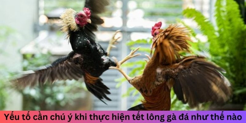 Tết Lông Gà Đá Như Thế Nào Để Tăng Sức Bền Chuẩn Và Đẹp 3 Jun88king Com - Trang Chủ Jun88.com #1 Việt Nam Yếu tố cần chú ý khi thực hiện tết lông gà đá như thế nào