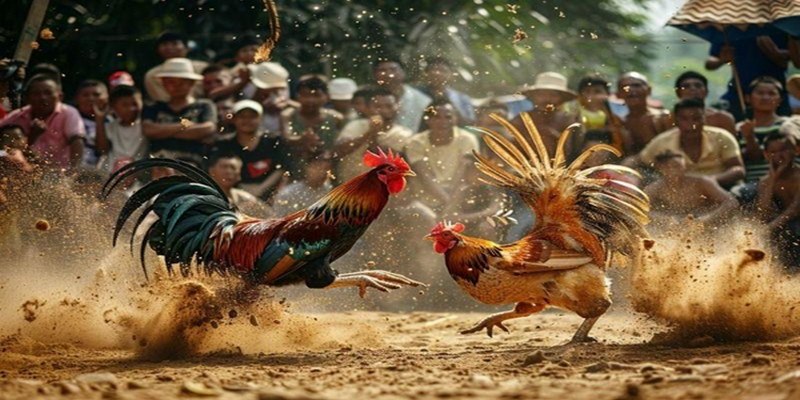 Cách Đá Gà Mạng Luôn Thắng Giúp Kê Thủ Luôn Thành Công 2 Jun88king Com - Trang Chủ Jun88.com #1 Việt Nam Cách đá gà mạng luôn thắng nghiên cứu kỹ lịch sử thi đấu của chiến kê