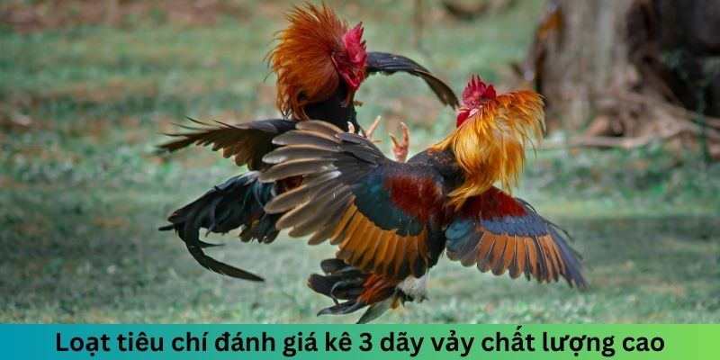 Gà Ba Hàng Vảy - Khám Phá Ưu Điểm Dòng Chiến Kê Cực Đỉnh 3 Jun88king Com - Trang Chủ Jun88.com #1 Việt Nam Loạt tiêu chí đánh giá kê 3 dãy vảy chất lượng cao